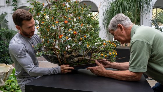 Two people on each side of a large chrysanthemum bonsai, placing it on a black pedastal.